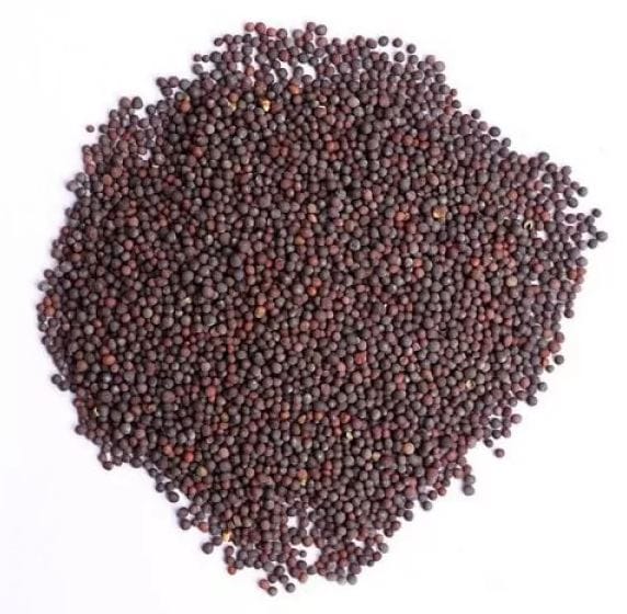 Mustard seeds/ಸಾಸಿವೆ